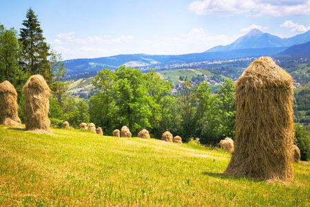 Summer in the mountains, haystacks on the meadow among flowers, spruce forests on the mountainsの写真素材