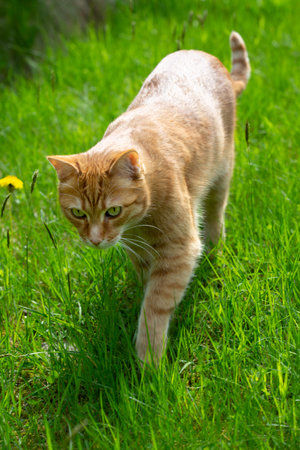 Red adult young cat on green grassの写真素材