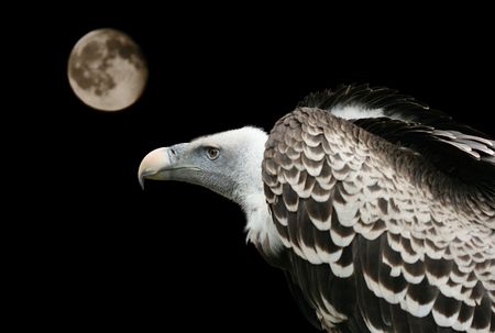 griffon vulture