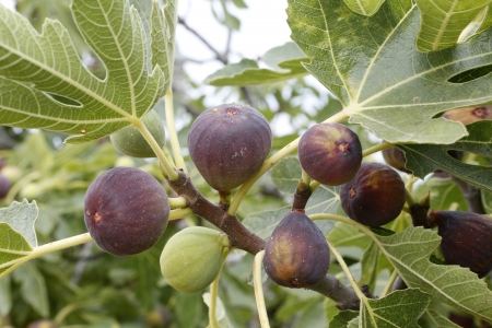 ripe figs on the fig treeの写真素材