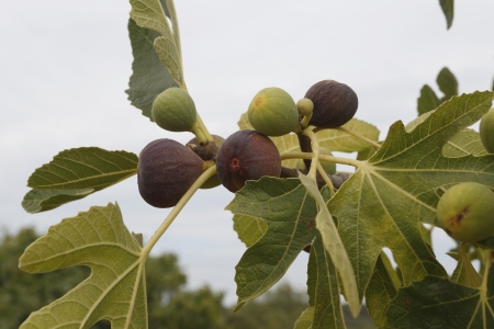 ripe figs on the fig treeの写真素材