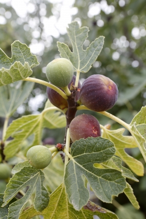 ripe figs on the fig treeの写真素材
