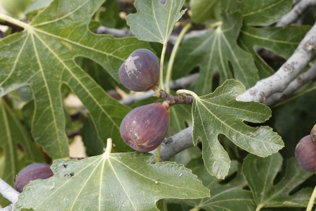 ripe figs on the fig treeの写真素材
