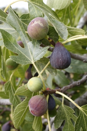 ripe figs on the fig treeの写真素材