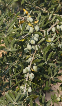 olive branch with olivesの写真素材