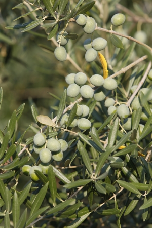 olive branch with olivesの写真素材