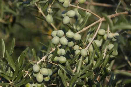 olive branch with olivesの写真素材
