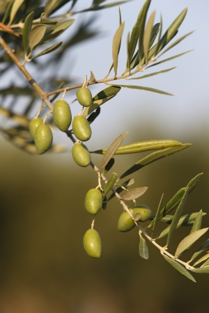 olive branch with olivesの写真素材