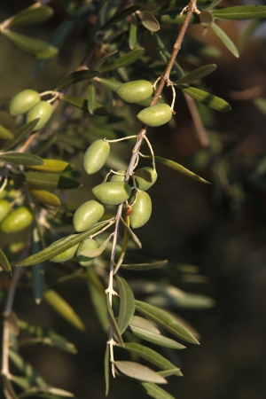 olive branch with olivesの写真素材