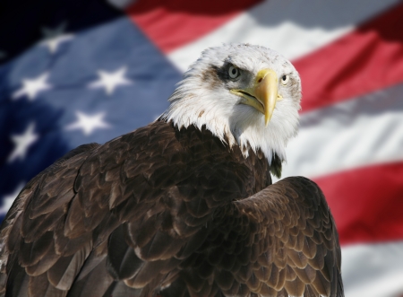 American eagle