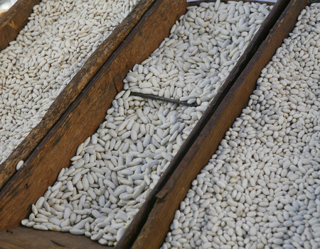 Beansの写真素材