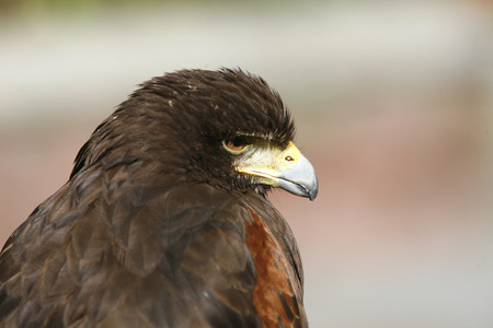 harris hawkの写真素材