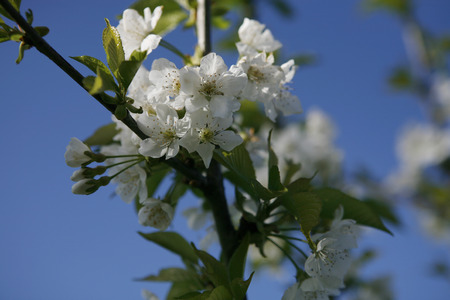 apple blossomの写真素材