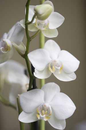 white orchidの写真素材