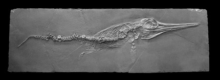 Ichthyosaur fossil, have hydrodynamic body, were the reptiles best adapted to a marine lifeの写真素材