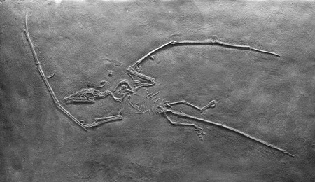 A flying reptile from the Early Jurassic. の写真素材