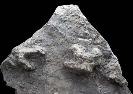 Tricdactil footprints belonging to ornithopod dinosaurの写真素材