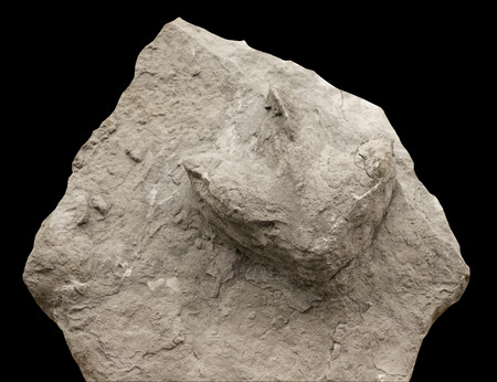 Tricdactilas Footprints belonging to ornithopod dinosaurs of Jurassicの写真素材