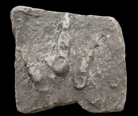 Footprints belonging to ornithopod dinosaurs of Jurassicの写真素材