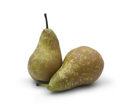 Two pears of the conference on white backgroundの写真素材