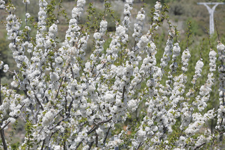 Cherry blossoms in spring in the Valley of Jerte (Cceres)の写真素材