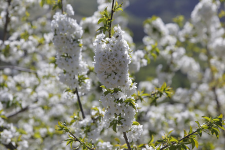 Cherry blossoms in spring in the Valley of Jerte (Cceres)の写真素材