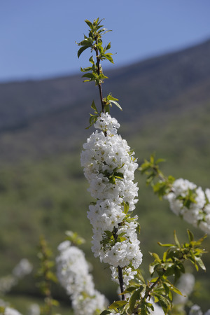Cherry blossoms in spring in the Valley of Jerte (Cceres)の写真素材