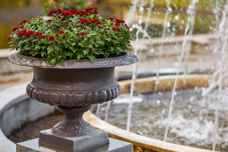 a pot with autumn flowers in the yard with a fountain, Seasonal house outdoor decoration.の写真素材