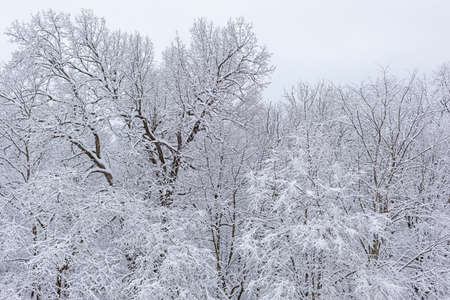 Branches of tree tops in the snow in winter in cloudy snowy weather.の写真素材