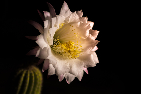 Close view of a flower of Echinopsis eyriesiiの写真素材