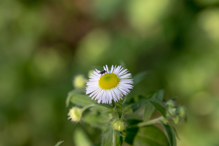 Photo of a daisy with a fly above itの写真素材