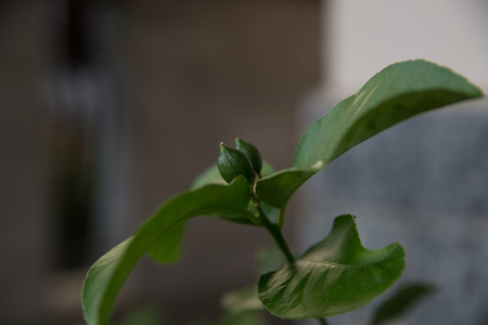 freshly-born lemon with leavesの写真素材