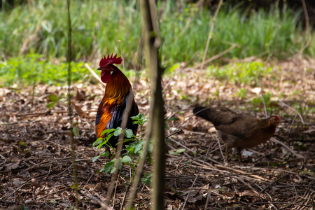 series of photos depicting various species of birds and amphibians in an articiafial oasisの写真素材