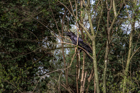 series of photos depicting various species of birds and amphibians in an articiafial oasisの写真素材