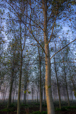 Photo of a poplar forest in italy