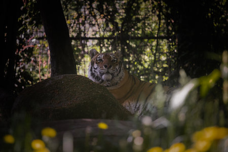 This photo shows an adult tiger that lives in a wildlife park. The tiger looks relaxed and curious, enjoying the spacious and natural enclosureの写真素材