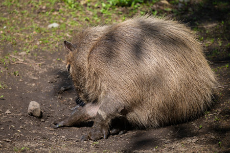 capybara, Hydrochoerus hydrochaeris, photographed in various positions and attitudes, near a pond in the sun in a wildlife parkの写真素材