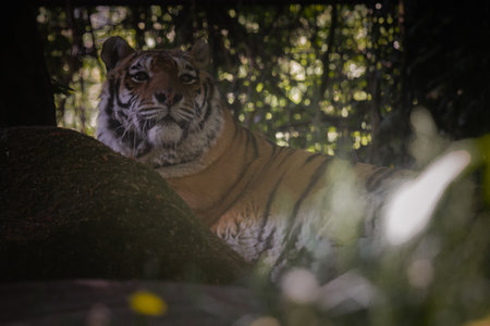 This photo shows an adult tiger that lives in a wildlife park. The tiger looks relaxed and curious, enjoying the spacious and natural enclosureの写真素材