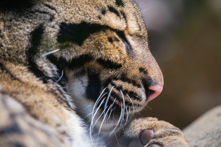 This photo shows an adult clouded leopard that lives in a wildlife park. Its scientific name is...
