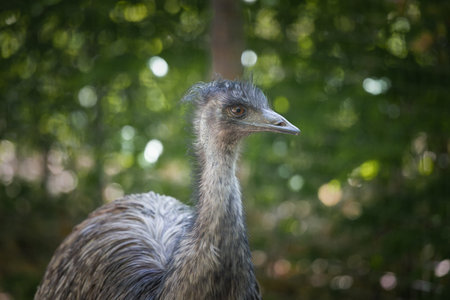 This photo shows an emu that lives in a wildlife park. The emu is a large flightless bird that is native to Australia. It is the tallest bird from Australia and the second tallest bird in the world, after its ratite relative, the ostrich. Its scientific name is Dromaius novaehollandiae, which means "fast-footed New Hollander"の写真素材