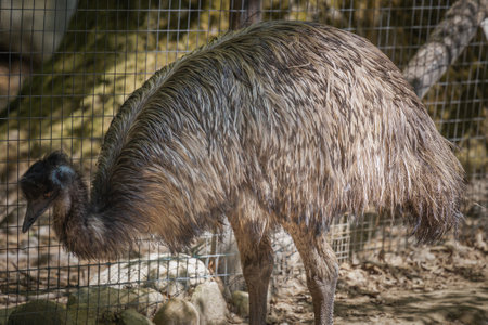 This photo shows an emu that lives in a wildlife park. The emu is a large flightless bird that is native to Australia. It is the tallest bird from Australia and the second tallest bird in the world, after its ratite relative, the ostrich. Its scientific name is Dromaius novaehollandiae, which means "fast-footed New Hollander"の写真素材