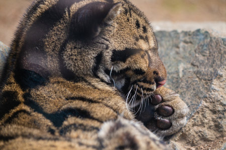 This photo shows an adult clouded leopard that lives in a wildlife park. Its scientific name is Neofelis nebulosa. The clouded leopard has a spotted coat with irregular blotches and stripes that resemble clouds.の写真素材