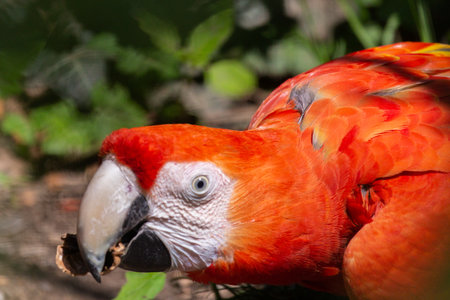 close-up detail photograph of a red scarlet macaw parrot captured in captivity