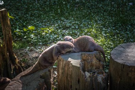 This photo shows a group of otter that live in a wildlife park. The otter is a carnivorous mammal that belongs to the subfamily Lutrinae, which is part of the weasel familyの写真素材