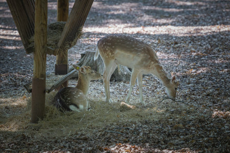 This photo shows an adult sika deer that lives in a wildlife park. The sika deer is a species of deer native to much of East Asia and introduced to other parts of the world. Its scientific name is Cervus nipponの写真素材