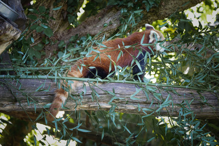 photograph of a red panda, Ailurus fulgens, eating eucalyptus on a branch, taken in captivity in a...