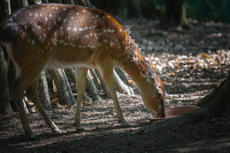 This photo shows an adult sika deer that lives in a wildlife park. The sika deer is a species of deer native to much of East Asia and introduced to other parts of the world. Its scientific name is Cervus nipponの写真素材
