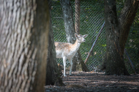 This photo shows an adult sika deer that lives in a wildlife park. The sika deer is a species of deer native to much of East Asia and introduced to other parts of the world. Its scientific name is Cervus nipponの写真素材