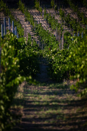 Lush Vineyard Rows Bask in the Sunlight During Growing Season