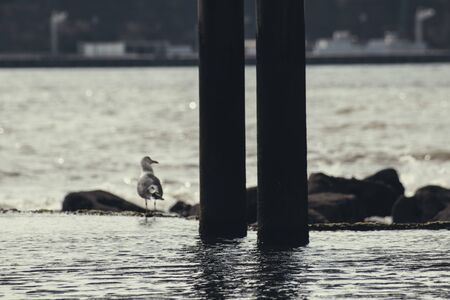 A bird next to two pillars in the water in Lisbonの写真素材